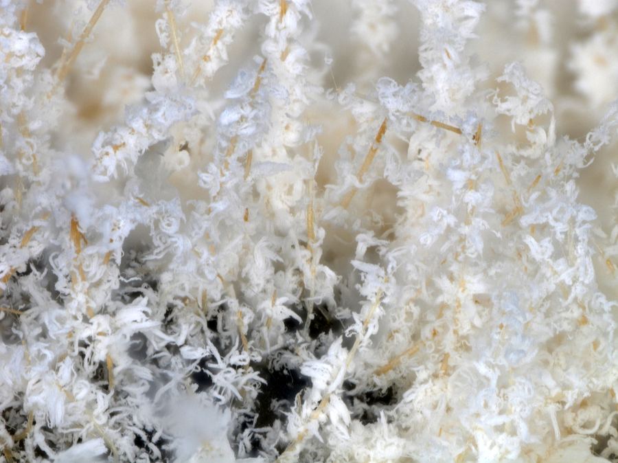 Fungal isolate from MUFASA collection