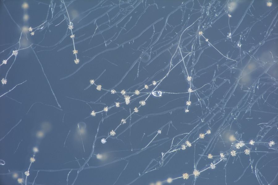 Fungal isolate from MUFASA collection