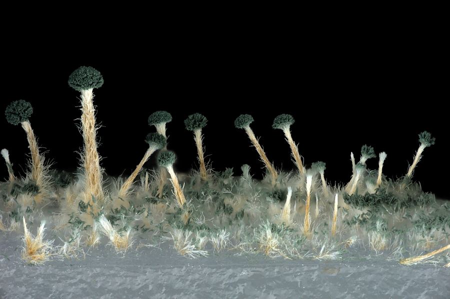 Fungal isolate from MUFASA collection