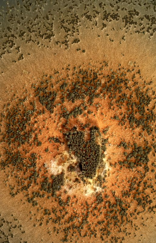 Fungal isolate from the MUFASA collection