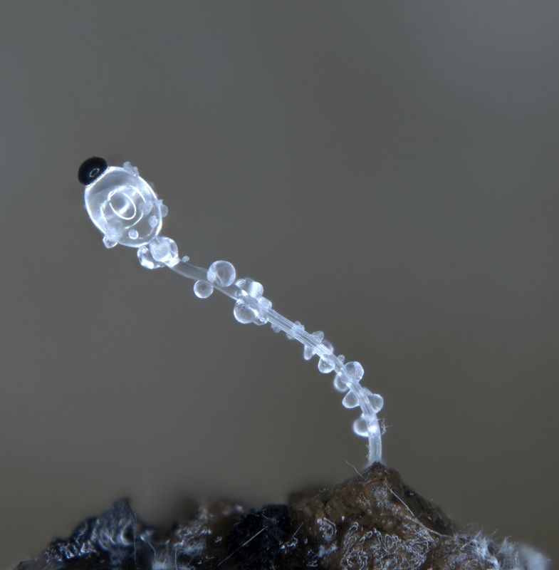 Fungal isolate from the MUFASA collection